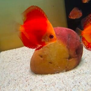 Red Melon