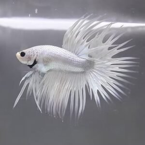 Betta Crowntail de color blanco